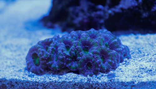 blue acan coral growth from AI Prime 16HD light